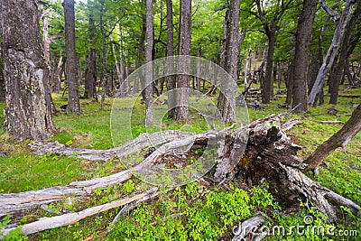 Forest near foot of Andes mountains Stock Photo