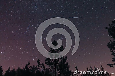 Forest night sky and a shooting star Stock Photo