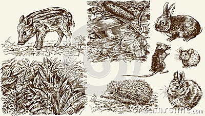 Forest nook. Wild animals. Vector Illustration