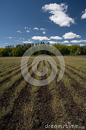 Forest nursery with grass rows, blue sky and clouds Stock Photo