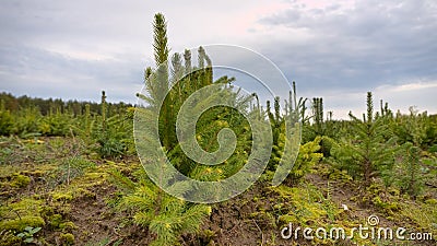 Forest nursery for growing spruce Stock Photo