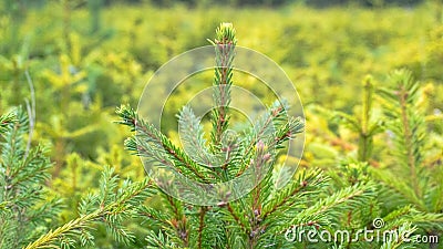 Forest nursery for growing spruce Stock Photo