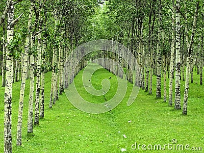 Forest Stock Photo