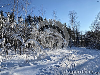 forest nursery covered with snow Stock Photo