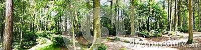 Forest Panorama Stock Photo