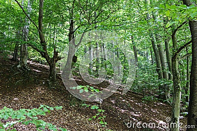 Forest - Jankovac, Papuk, Croatia Stock Photo