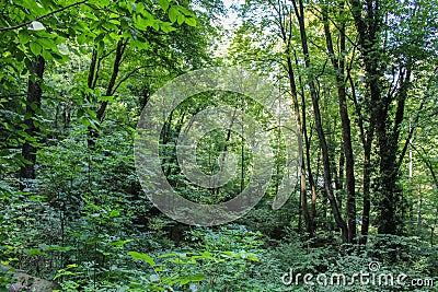 Forest - Jankovac, Papuk, Croatia Stock Photo