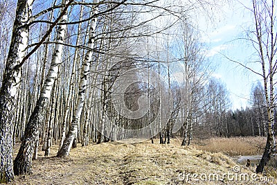 Forest Park, birch alley on the banks of the pond. A path under the branches of trees. There are clouds in the blue sky. Dry grass Stock Photo