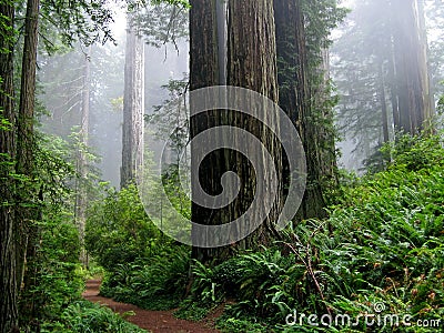 Forest path Stock Photo