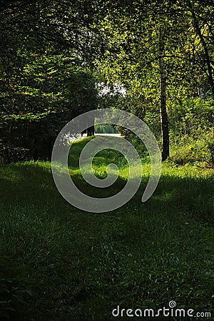 Forest path along Pond Stock Photo