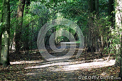 Forest path amsterdamse bos Stock Photo