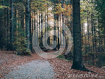 Forest path. Beautiful autumn forest landscape. Stock Photo