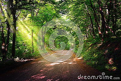 Forest path. Beautiful forest path in National Park Fruska Gora Stock Photo