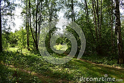 Forest path. Birch grove. Deciduous trees. Green grass. Rowan Stock Photo