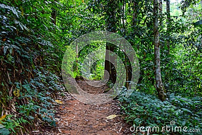Forest path Both sides are covered with green trees in the afternoon at Thailand, Tourism, studying nature trails in the forest Stock Photo