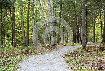 Forest path color leaves during fall season with sunshine Stock Photo