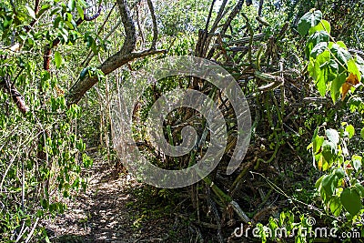 Forest Path at Cueva Musulmanes, Varadero, Cuba Stock Photo