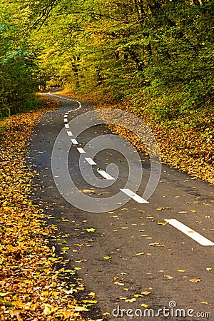 Forest path for cyclists in autumn Stock Photo