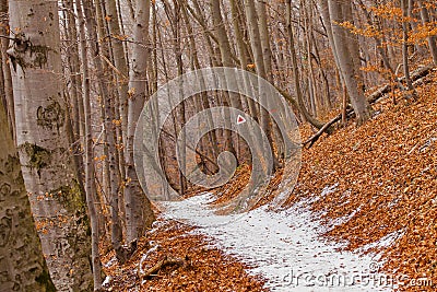 Forest path in dry winter Stock Photo