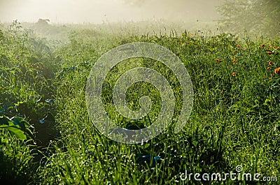 forest path. early morning. forest hiding in the fog Stock Photo