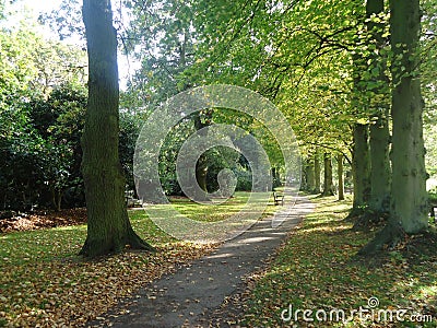 Forest Path Stock Photo