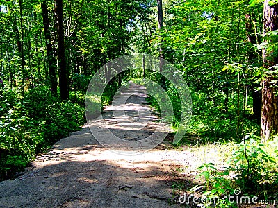 Forest, forest path. Green forest, trees, holidays Stock Photo