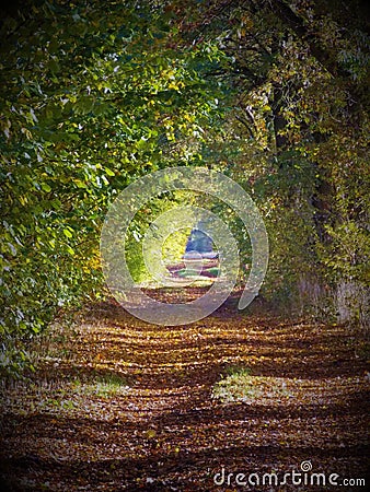 A forest path in the morning light Stock Photo