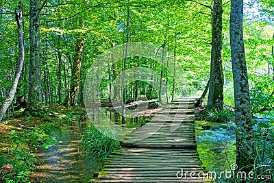 Forest path Stock Photo