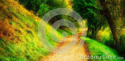 Forest path, scenic nature landscape Stock Photo