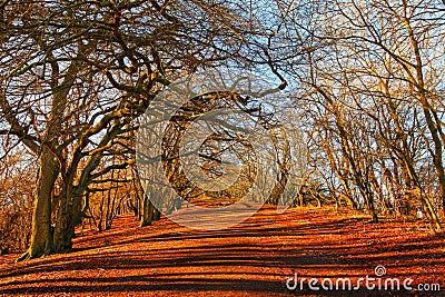 Tree lined path Stock Photo