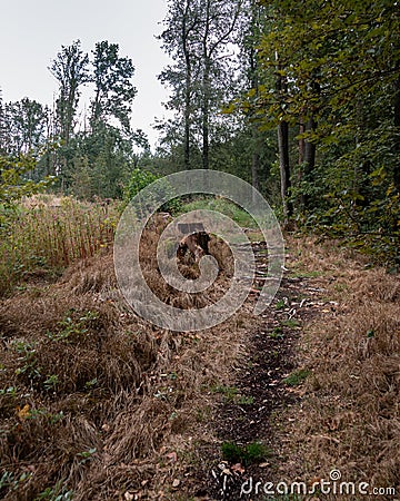 Forest path with a stump Stock Photo