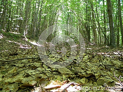 Forest path in the summer Stock Photo