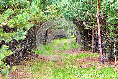 Forest path sunlight scene. Deep forest trail view. Forest trail landscape. color Stock Photo