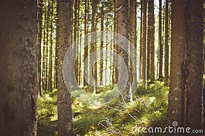 Forest path sunlight scene. Deep forest trail view Stock Photo