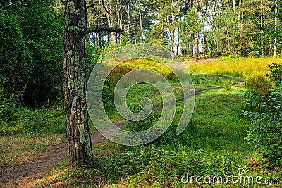 Forest path sunlight scene. Deep forest trail view. Stock Photo