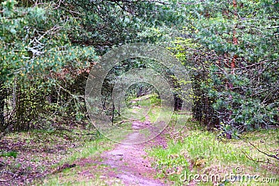 Forest path sunlight scene. Deep forest trail view. Forest trail landscape. color Stock Photo