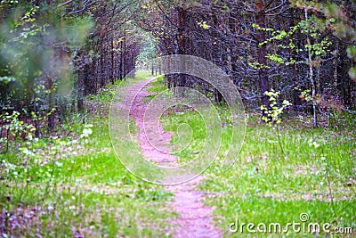 Forest path sunlight scene. Deep forest trail view. Forest trail landscape. color Stock Photo