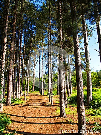 Path through pine trees Stock Photo