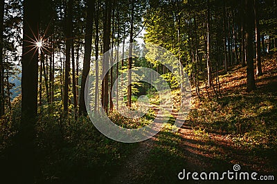 Forest path to Heaven Stock Photo