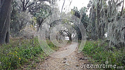 Forest Path Stock Photo