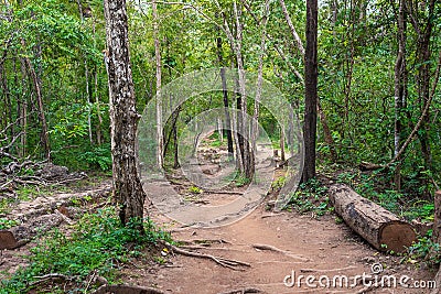 Forest path Up on Phu Kradueng Stock Photo