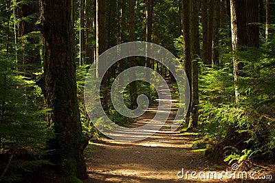 Forest Path Stock Photo