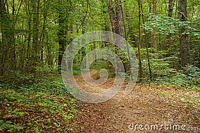 Forest path Stock Photo