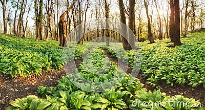 Forest path through wild garlic - Allium ursinum Stock Photo