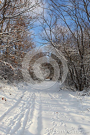 A forest path through the wild nature of a mountain painted in the whiteness of snow. Stock Photo
