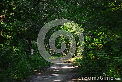 Forest path, wood road Stock Photo