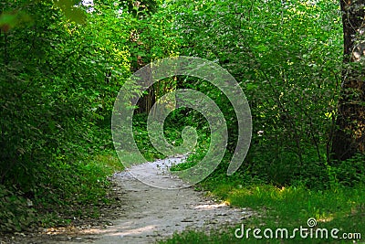 Forest path, wood road Stock Photo