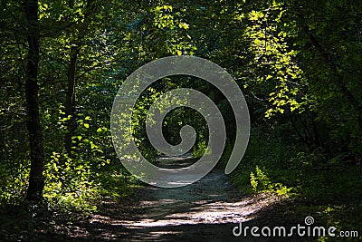 Forest path, wood road Stock Photo