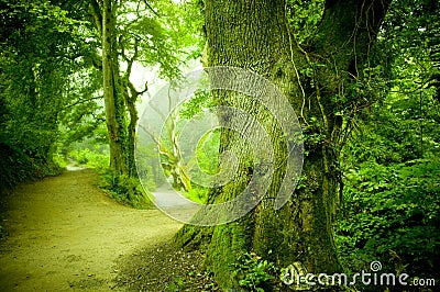 Forest Pathway Stock Photo