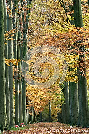 Forest pathway in the autumn Stock Photo